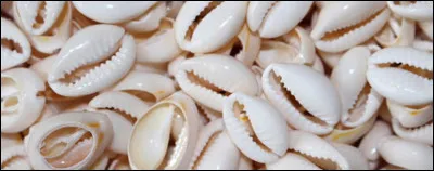 Petits coquillages du groupe des porcelaines, servant de parure et qui ont été utilisés comme monnaie dans plusieurs régions de l'Afrique et de l'Inde :