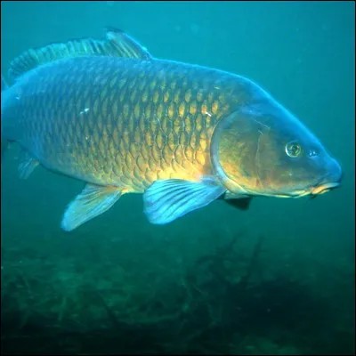 Quelle articulation du corps humain contient le carpe ?