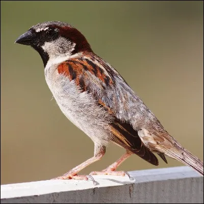 Quel passereau &eacute;tait appel&eacute; d&egrave;s le XIXe si&egrave;cle en argot parisien piaf, donnant son pseudonyme &agrave; &Eacute;dith Piaf ?