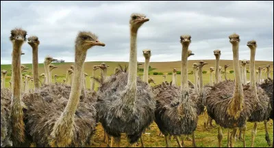 De quel pays faisait partie la Cisleithanie ?