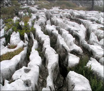 Lequel de ces poissons est le plus consommé au monde ?