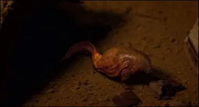 Que fais-tu si tu trouves cet animal dans une poubelle ?