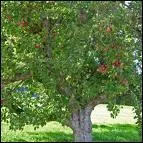 Quelle est cette sorte d'arbre ?