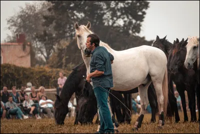 Comment Lorenzo monte-t-il les chevaux ?