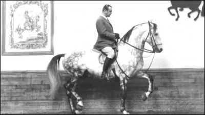 Quelle la nationalité de Nuno Oliveira ?