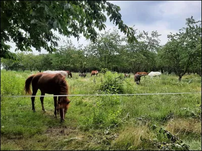 Quel âge as-tu ? (environ)