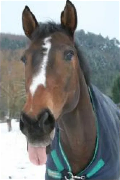 Et pour finir, quelle taille préfères-tu ?