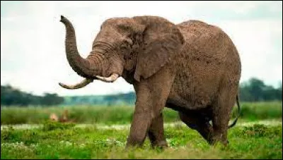 Quelle est la capitale de l'Afrique ?