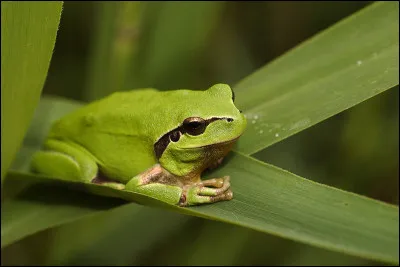 Quelle est la bonne orthographe de cette grenouille verte ?