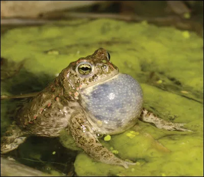 Que fait la grenouille lorsqu'elle ''chante'' ?