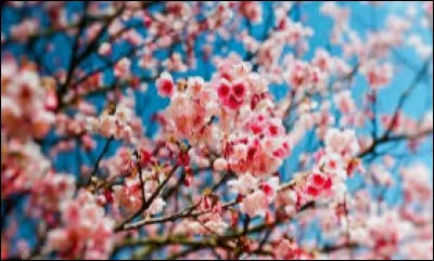 En avril c'est sa fête !