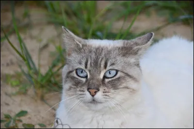 Commune de 2 400 habitants du département de l'Isère, située dans la périphérie de Saint-Marcellin :