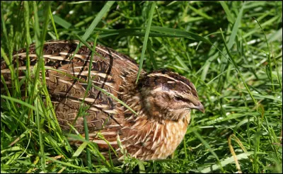 Petite commune du département des Alpes-Maritimes, située au-dessus de Grasse, en bordure des des préalpes de Castellane :