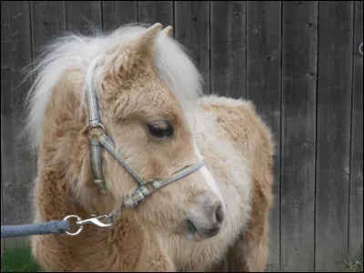 Dans quelle maison es-tu ?
