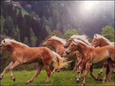 Cette fois, il faudra faire preuve de méthode. Les questions sont mélangées et les réponses ne sont pas forcément celles indiquées !