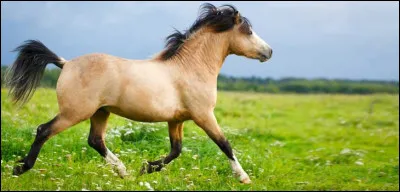 C'est la dernière question ; tu dormirais...