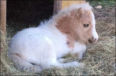 Le petit du cheval (en sachant qu'adulte il pèse à peu près 400kg) pèse déjà à la naissance :