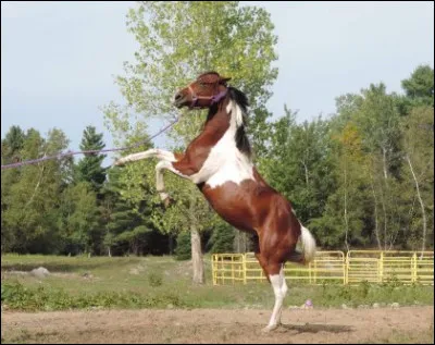 Le mâle cheval s'appelle...