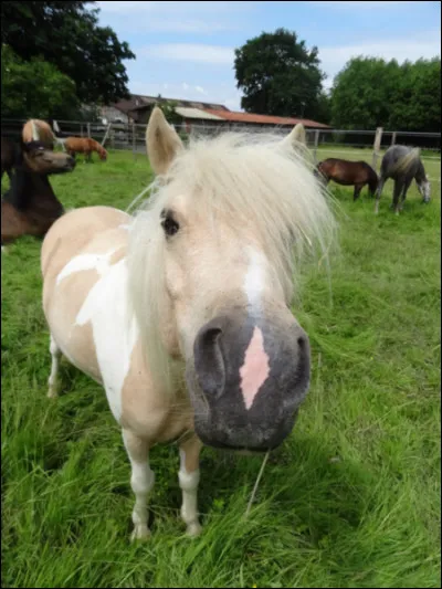 Les chevaux sont des...