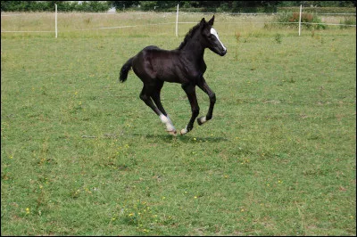 Le petit du cheval s'appelle...