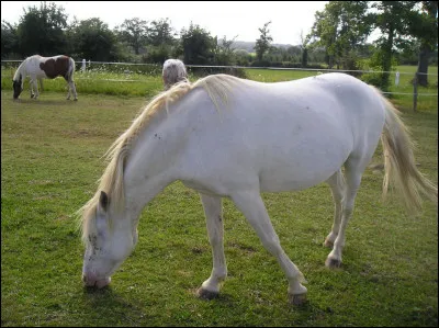 Les chevaux mangent...