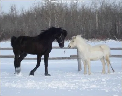 Le cri du cheval s'appelle...