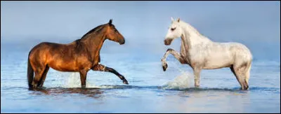 Un petit cheval s'appelle...