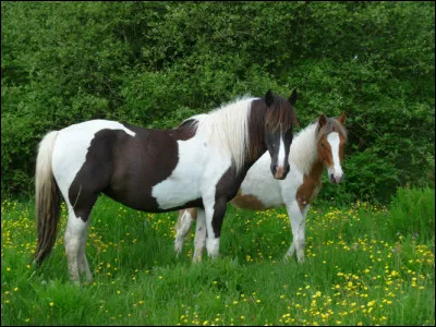 Un petit cheval ne mesure pas plus de...
