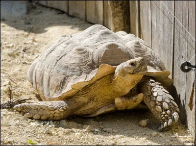 La tortue terrestre ci-dessus peut vivre jusqu'à 200 ans.