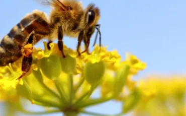 Quiz Abeilles
