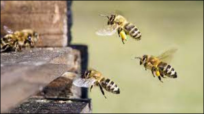 À quelle classe appartiennent les abeilles ?