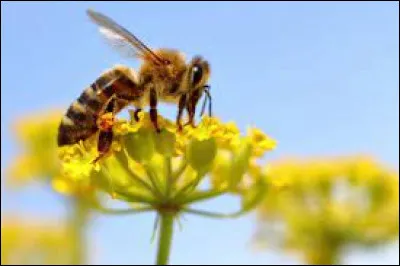 Quelle est la taille générale de la reine des abeilles ?