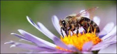De quoi les abeilles se nourrissent-elles ?