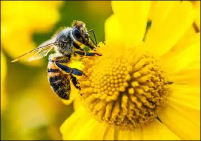 La reproduction : par qui est fécondée la reine de abeilles pour donner naissances aux ouvrières (bébés abeilles) ?