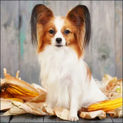 Quelle est cette race ?