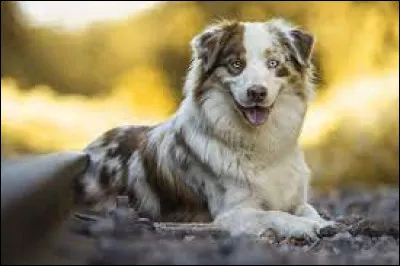 Quelle est cette race ?