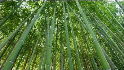 Une équipe de chercheurs du Maryland viennent de mettre au point un procédé qui rend le bambou six fois plus solide que l'acier, pour ce faire ...