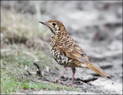 Comme toutes les grives et merles, la grive à lunules d'Australie adore les vers de terre, elle a une méthode imparable pour les faire sortir du sol !