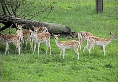 La gentiane est le symbole...