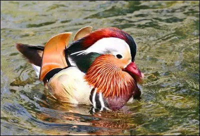 De quel livre de Simone de Beauvoir, Anne et Robert Dubreuil sont-ils les héros ?