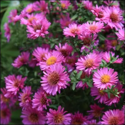 Quel acteur peut-on voir dans Ziegfeld follies, Roberta et un taxi mauve ?