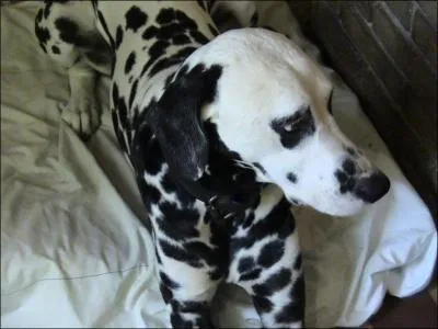 Le dalmatien est un chien  caractre . .