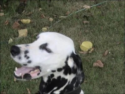 Le dalmatien est un chien de race qui doit-tre inscrit au livre des origines Franais ( LOF ). .