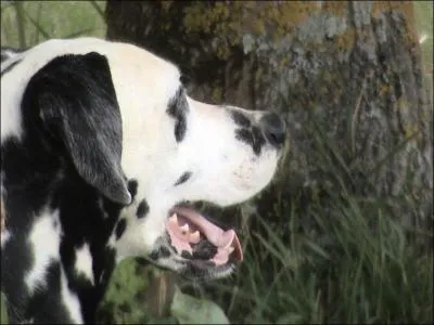 Le dalmatien est sujet  la surdit. .combien en moyenne de chiots naissent sourds unilatraux ou sourds bilatraux ?