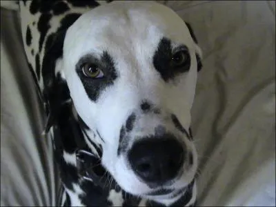 Ce chien est reprsent dans de nombreuses peintures  partir du. .