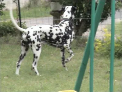 Ce chien est aussi connu comme tant la mascotte des pompiers aux Etats-Unis. .