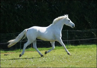En équitation un petit cercle s'appelle...