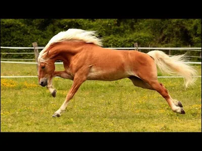 Les trois allures de base du cheval sont...