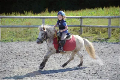 Et d'autres allures que les chevaux peuvent apprendre...