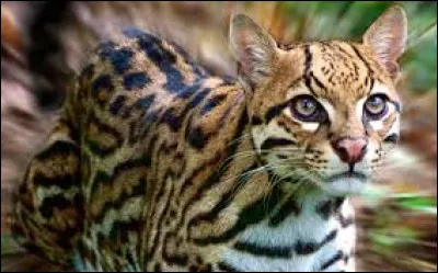 Enfin, l'ocelot : combien de temps peut-il vivre dans la nature ?